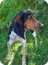 Bluetick Coonhound Mix Dog for Sale in Jackson, Michigan - Earl Bluetick Coonhound Mix Dog for Sale in Jackson, Michigan - Earl