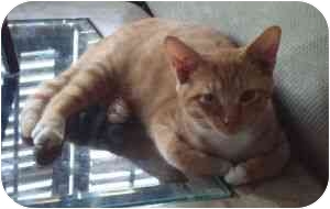 Domestic Shorthair Cat for Sale in Greensboro, Georgia - Aspen Domestic Shorthair Cat for Sale in Greensboro, Georgia - Aspen