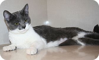 Domestic Shorthair Cat for Sale in Edmonton, Alberta - Aspen Domestic Shorthair Cat for Sale in Edmonton, Alberta - Aspen