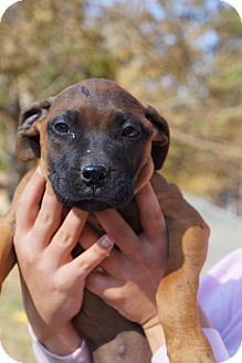 Mastiff/Bullmastiff Mix Puppy for Sale in anywhere, New Hampshire - Minnie Mastiff/Bullmastiff Mix Puppy for Sale in anywhere, New Hampshire - Minnie