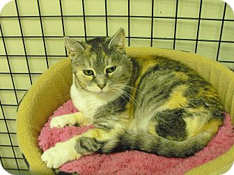 Calico Cat for Sale in Mission, British Columbia - Issabelle Calico Cat for Sale in Mission, British Columbia - Issabelle