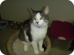 Domestic Shorthair Cat for Sale in Hamburg, New York - Elliot Domestic Shorthair Cat for Sale in Hamburg, New York - Elliot