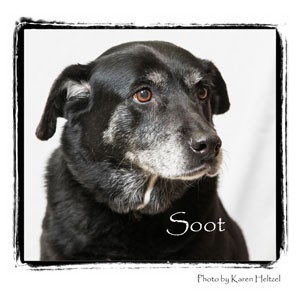 Labrador Retriever Mix Dog for Sale in Warren, Pennsylvania - Soot Labrador Retriever Mix Dog for Sale in Warren, Pennsylvania - Soot