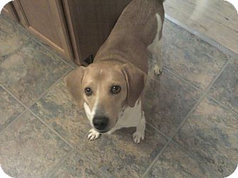 Beagle Mix Dog for Sale in Greensboro, Georgia - Bud (Budweiser)- Adopted!! Beagle Mix Dog for Sale in Greensboro, Georgia - Bud (Budweiser)- Adopted!!