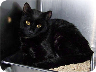 Domestic Shorthair Cat for Sale in Kensington, Maryland - Tippy (Barn Cat) Domestic Shorthair Cat for Sale in Kensington, Maryland - Tippy (Barn Cat)