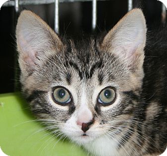 Domestic Shorthair Kitten for Sale in Plainville, Massachusetts - Kourtney Domestic Shorthair Kitten for Sale in Plainville, Massachusetts - Kourtney
