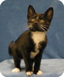 Domestic Shorthair Cat for Sale in Sacramento, California - Opie Domestic Shorthair Cat for Sale in Sacramento, California - Opie