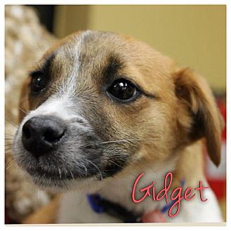 Jack Russell Terrier Mix Puppy for Sale in Westland, Michigan - Gidget Jack Russell Terrier Mix Puppy for Sale in Westland, Michigan - Gidget