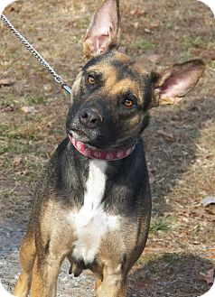 German Shepherd Dog Mix Dog for Sale in Sussex, New Jersey - Sable German Shepherd Dog Mix Dog for Sale in Sussex, New Jersey - Sable
