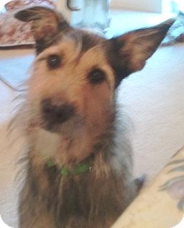 Airedale Terrier/Old English Sheepdog Mix Dog for Sale in Orlando, Florida - Ozzy Airedale Terrier/Old English Sheepdog Mix Dog for Sale in Orlando, Florida - Ozzy