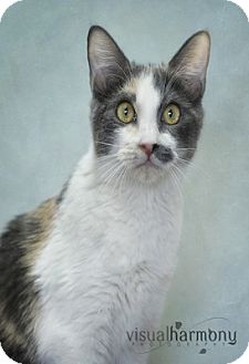 Calico Kitten for Sale in Phoenix, Arizona - Bijou Calico Kitten for Sale in Phoenix, Arizona - Bijou