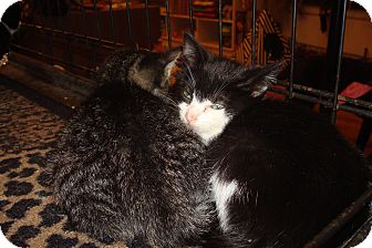 Domestic Shorthair Kitten for Sale in Brooklyn, New York - Maybelline Domestic Shorthair Kitten for Sale in Brooklyn, New York - Maybelline