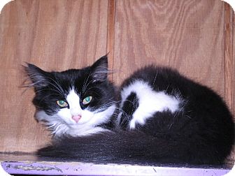 Domestic Longhair Cat for Sale in New Castle, Pennsylvania - Merlin Domestic Longhair Cat for Sale in New Castle, Pennsylvania - Merlin