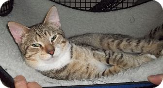 Domestic Shorthair Cat for Sale in Acme, Pennsylvania - Tigger Domestic Shorthair Cat for Sale in Acme, Pennsylvania - Tigger