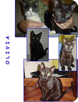 Domestic Shorthair Kitten for Sale in Bunnell, Florida - Olivia Domestic Shorthair Kitten for Sale in Bunnell, Florida - Olivia