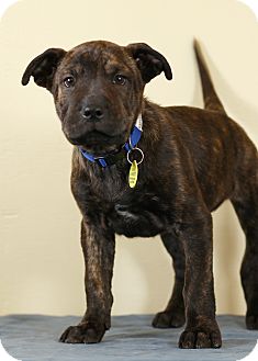 Shepherd (Unknown Type) Mix Puppy for Sale in Westminster, Colorado - Roofus Shepherd (Unknown Type) Mix Puppy for Sale in Westminster, Colorado - Roofus
