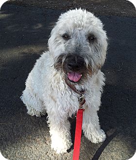 Wheaten Terrier Dog for Sale in Phoenix, Arizona - Amelia Wheaten Terrier Dog for Sale in Phoenix, Arizona - Amelia