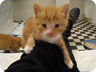 Domestic Shorthair Kitten for Sale in New York, New York - Boom Boom and Butterbean Domestic Shorthair Kitten for Sale in New York, New York - Boom Boom and Butterbean