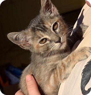 American Shorthair Kitten for Sale in Brooklyn, New York - Tiger Lily American Shorthair Kitten for Sale in Brooklyn, New York - Tiger Lily