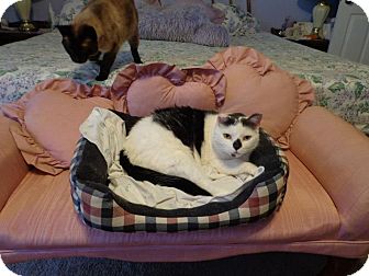 Domestic Shorthair Cat for Sale in Bedford, Virginia - T.O. Domestic Shorthair Cat for Sale in Bedford, Virginia - T.O.