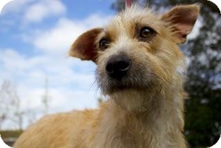 Terrier (Unknown Type, Medium) Mix Dog for Sale in Gainesville, Florida - Tracy Terrier (Unknown Type, Medium) Mix Dog for Sale in Gainesville, Florida - Tracy