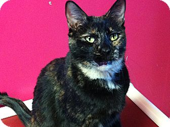 Domestic Shorthair Cat for Sale in Topeka, Kansas - Shelly Domestic Shorthair Cat for Sale in Topeka, Kansas - Shelly