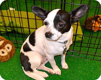 Chihuahua/Papillon Mix Dog for Sale in Phoenix, Arizona - Tia Chihuahua/Papillon Mix Dog for Sale in Phoenix, Arizona - Tia