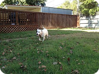 Dalmatian Mix Dog for Sale in Houston, Texas - Daisy Dalmatian Mix Dog for Sale in Houston, Texas - Daisy