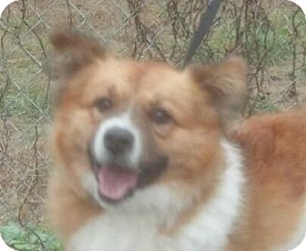 Sheltie, Shetland Sheepdog Mix Dog for Sale in Spring Valley, New York - Ringo Sheltie, Shetland Sheepdog Mix Dog for Sale in Spring Valley, New York - Ringo