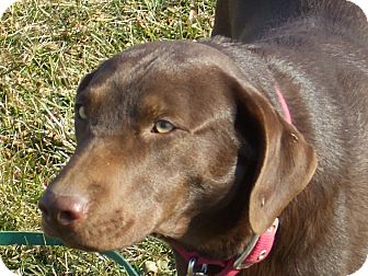 Labrador Retriever Dog for Sale in Carey, Ohio - Lincoln/aspen Labrador Retriever Dog for Sale in Carey, Ohio - Lincoln/aspen