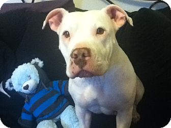 Staffordshire Bull Terrier Mix Dog for Sale in Bellingham, Washington - Clara Staffordshire Bull Terrier Mix Dog for Sale in Bellingham, Washington - Clara