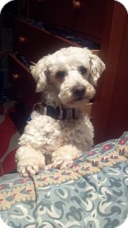 Scottie, Scottish Terrier/Poodle (Miniature) Mix Dog for Sale in Irvine, California - BO Scottie, Scottish Terrier/Poodle (Miniature) Mix Dog for Sale in Irvine, California - BO