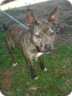 Boston Terrier/Boxer Mix Dog for Sale in Stilwell, Oklahoma - Blitzen Boston Terrier/Boxer Mix Dog for Sale in Stilwell, Oklahoma - Blitzen