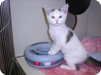 Domestic Mediumhair Kitten for Sale in New Castle, Pennsylvania - Domestic Mediumhair Kitten for Sale in New Castle, Pennsylvania -