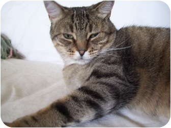Domestic Shorthair Cat for Sale in Mississauga, Ontario, Ontario - Chelsea Domestic Shorthair Cat for Sale in Mississauga, Ontario, Ontario - Chelsea