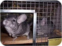Chinchilla for Sale in Lubbock, Texas - Mango & Spock Chinchilla for Sale in Lubbock, Texas - Mango & Spock