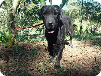 Labrador Retriever/Shar Pei Mix Dog for Sale in Redmond, Washington - Samira Labrador Retriever/Shar Pei Mix Dog for Sale in Redmond, Washington - Samira
