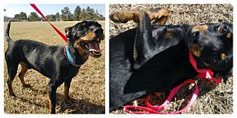 Miniature Pinscher Mix Dog for Sale in Scottsdale, Arizona - Taz Miniature Pinscher Mix Dog for Sale in Scottsdale, Arizona - Taz