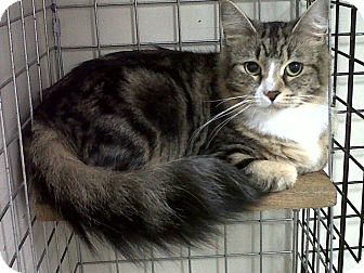 Domestic Mediumhair Cat for Sale in Mission, British Columbia - Harley Domestic Mediumhair Cat for Sale in Mission, British Columbia - Harley