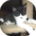 Manx Kitten for Sale in Vancouver, British Columbia - Odin Manx Kitten for Sale in Vancouver, British Columbia - Odin