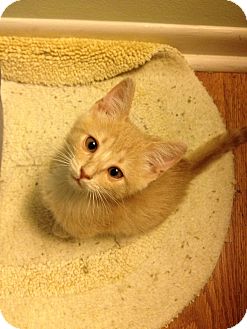 Domestic Shorthair Kitten for Sale in Vero Beach, Florida - Charlie Domestic Shorthair Kitten for Sale in Vero Beach, Florida - Charlie