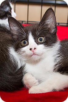 Domestic Shorthair Kitten for Sale in Irvine, California - Eddie Domestic Shorthair Kitten for Sale in Irvine, California - Eddie