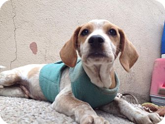 Dachshund/Beagle Mix Puppy for Sale in San Diego, California - Buddy Dachshund/Beagle Mix Puppy for Sale in San Diego, California - Buddy