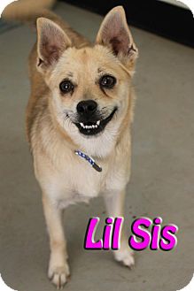 Chihuahua Mix Dog for Sale in Midland, Texas - Lil Sis Chihuahua Mix Dog for Sale in Midland, Texas - Lil Sis