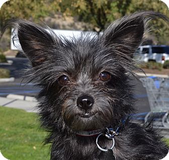 Terrier (Unknown Type, Small) Mix Dog for Sale in Simi Valley, California - Jingle Terrier (Unknown Type, Small) Mix Dog for Sale in Simi Valley, California - Jingle