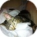 Domestic Shorthair Kitten for Sale in Vancouver, British Columbia - Duke Domestic Shorthair Kitten for Sale in Vancouver, British Columbia - Duke