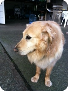 Golden Retriever Mix Dog for Sale in Bellingham, Washington - Tiger Golden Retriever Mix Dog for Sale in Bellingham, Washington - Tiger