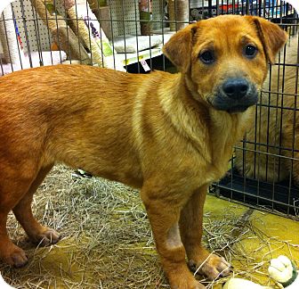 Shepherd (Unknown Type) Mix Puppy for Sale in Gainesville, Florida - Wynne Shepherd (Unknown Type) Mix Puppy for Sale in Gainesville, Florida - Wynne