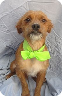 Brussels Griffon/Border Terrier Mix Dog for Sale in Irvine, California - CHEWY Brussels Griffon/Border Terrier Mix Dog for Sale in Irvine, California - CHEWY