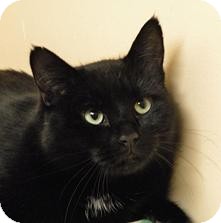 Domestic Shorthair Cat for Sale in Medford, Massachusetts - Honey Boo Domestic Shorthair Cat for Sale in Medford, Massachusetts - Honey Boo